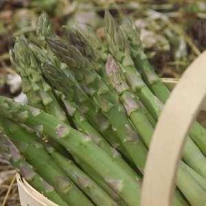Millenium Asparagus (10 Plants)