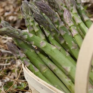 Jersey Giant Asparagus (10 Plants)