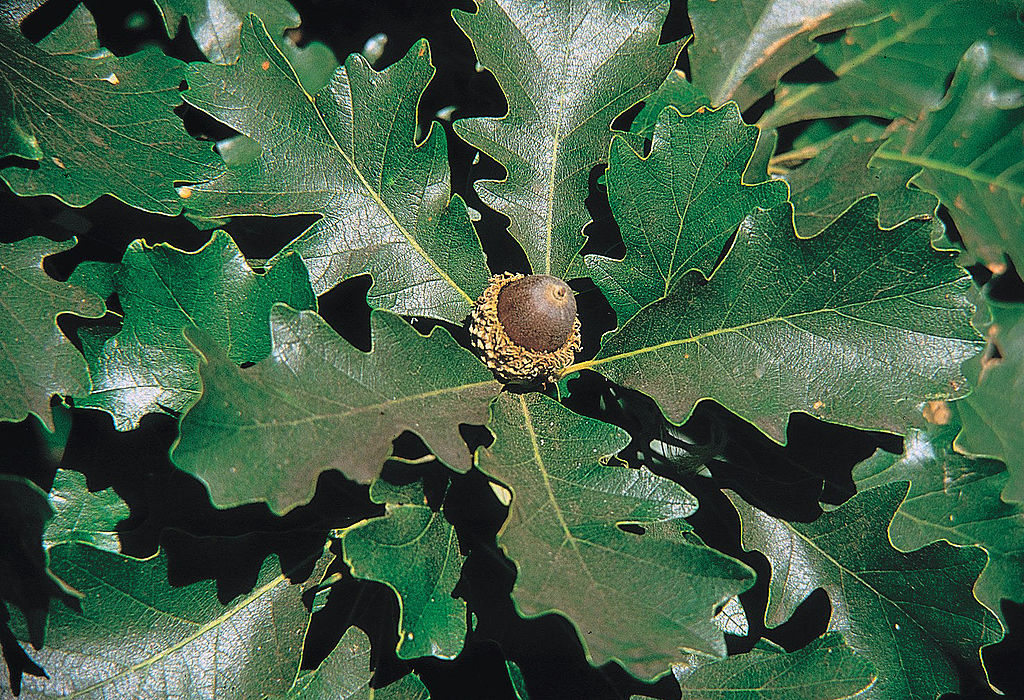 Bareroot Deciduous Trees