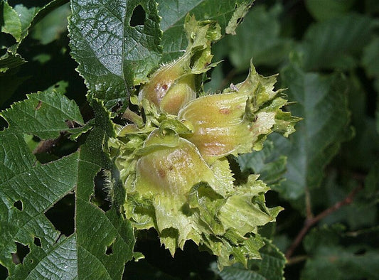 American Hazelnut