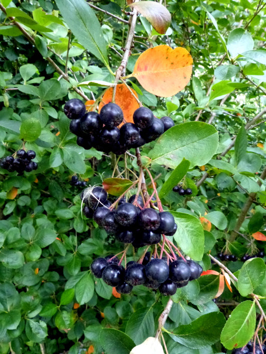 Black Chokeberry