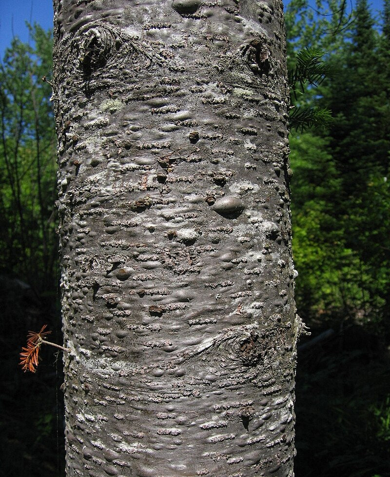 Balsam Fir