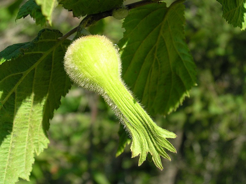 Beaked Hazelnut