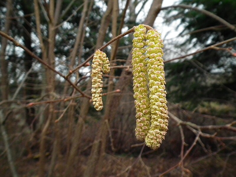 Beaked Hazelnut