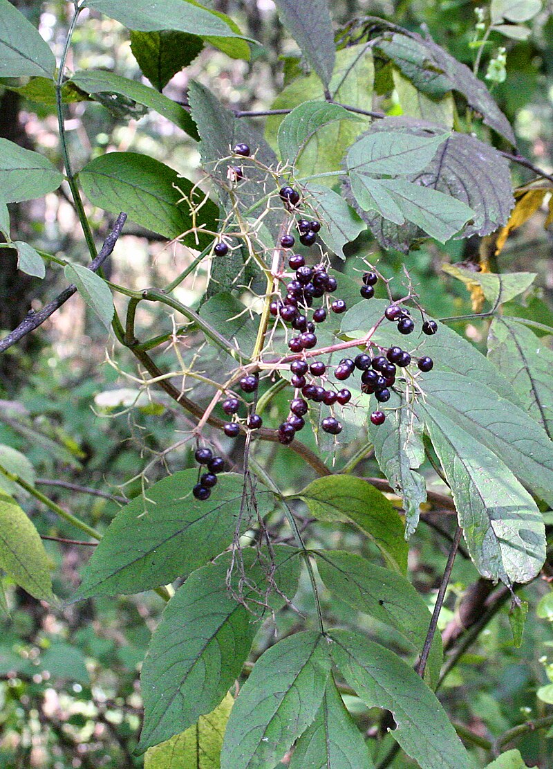 Black Elderberry