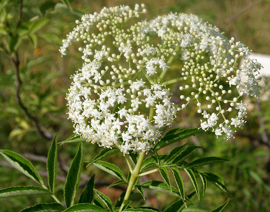 Black Elderberry