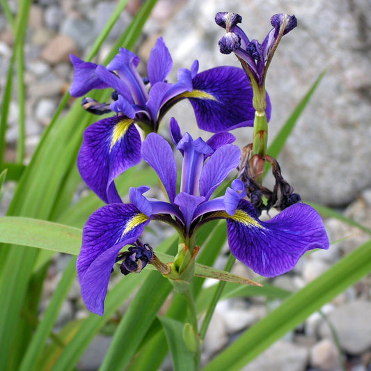Iris, Wild blue