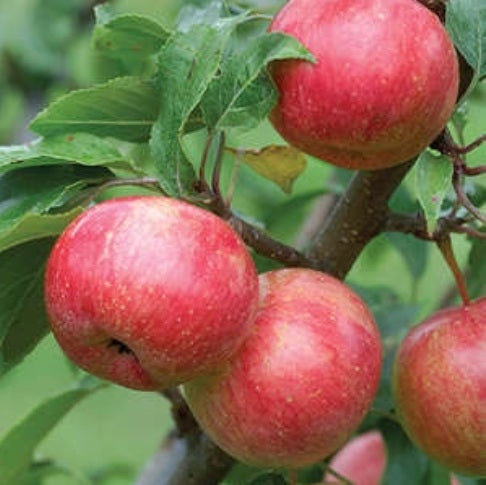 Chestnut Crabapple