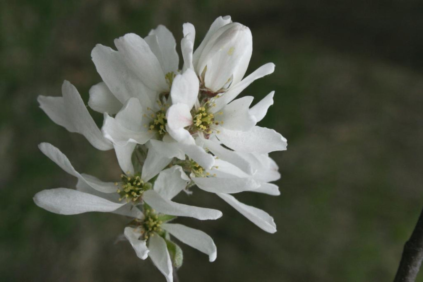 Downy Serviceberry