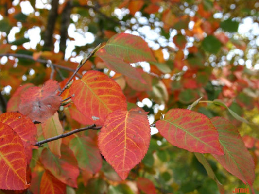 Downy Serviceberry