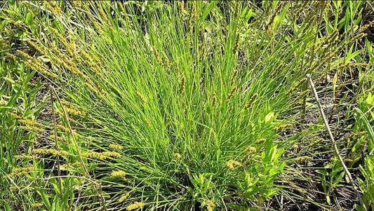 Fox Sedge
