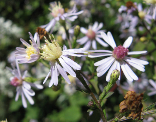Aster, Northern Heartleaf