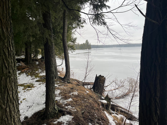 Eastern Hemlock