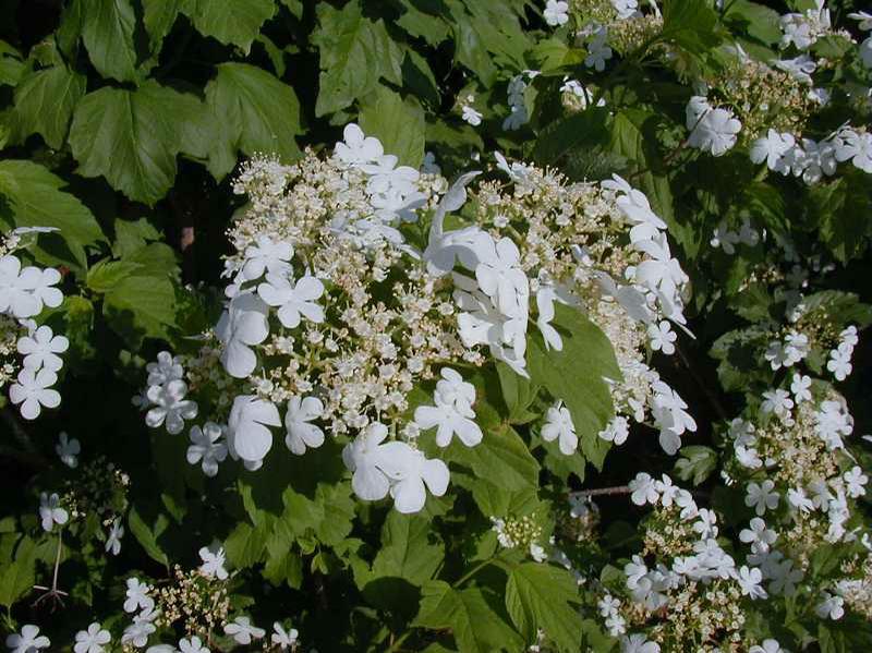 Highbush Cranberry