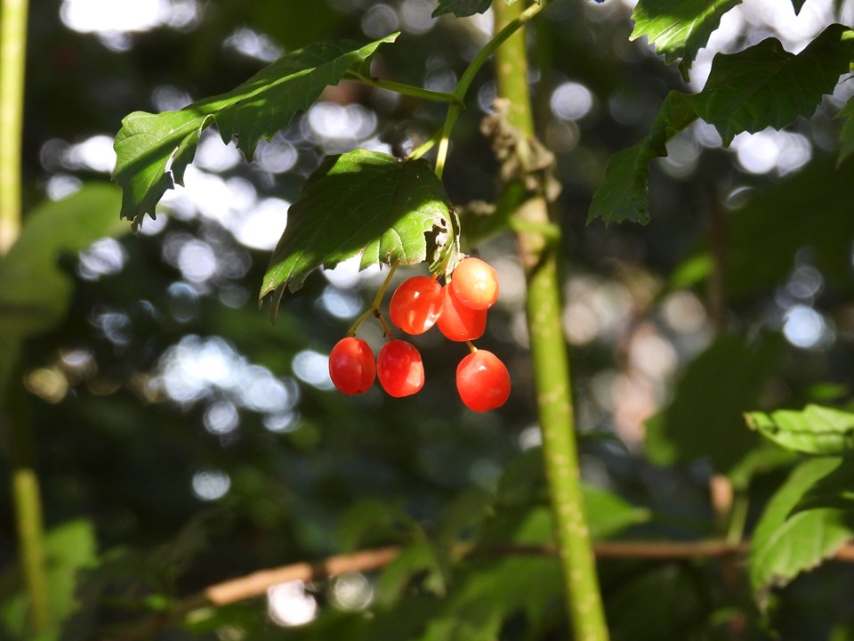 Highbush Cranberry