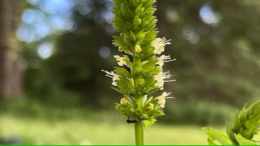 Hyssop, Giant Yellow
