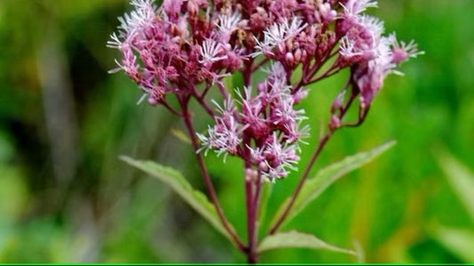 Joe Pye Weed