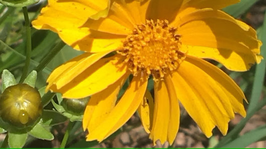 Lanceleaf Coreopsis