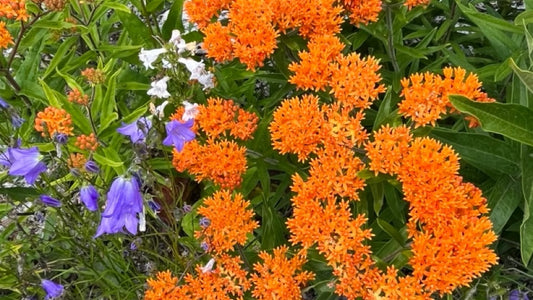 Milkweed, Butterfly