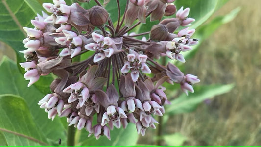 Milkweed, Common