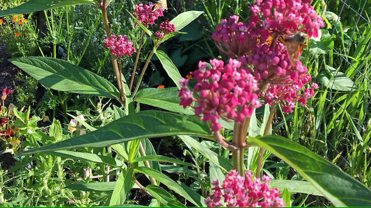 Milkweed, Swamp/rose