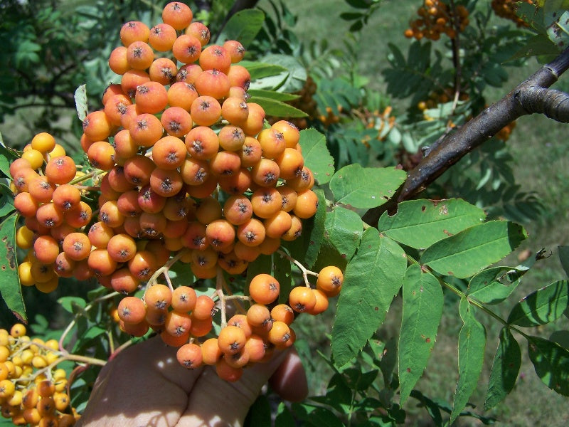 Mountain Ash