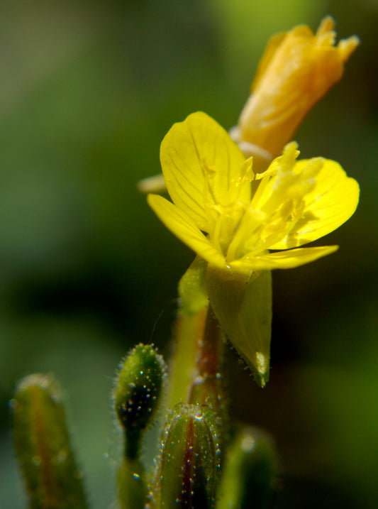 Sundrops
