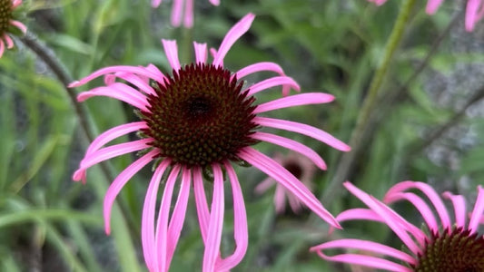 Pale Purple Coneflower
