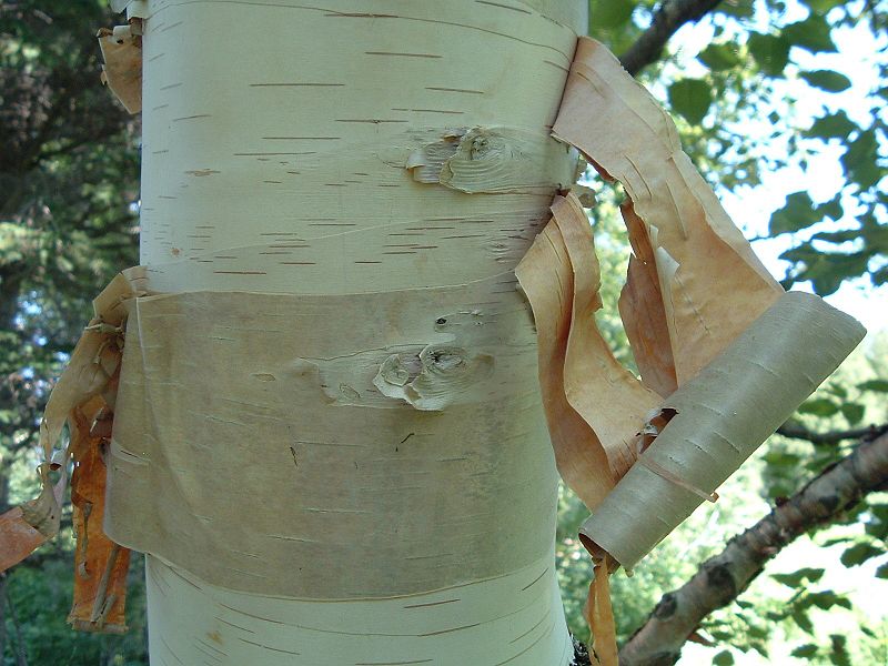 Paper Birch