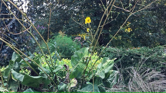 Prairie Dock