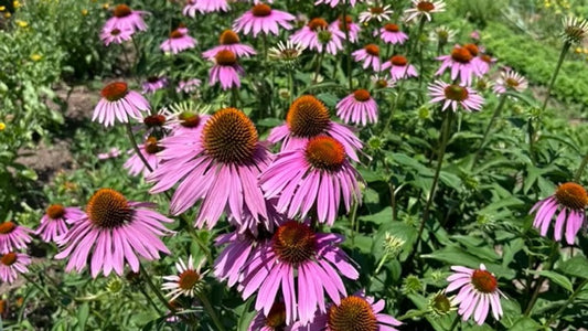 Purple Coneflower