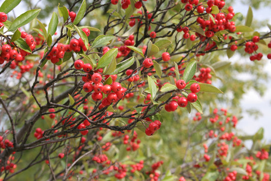 Red Chokeberry