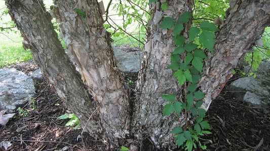 River Birch