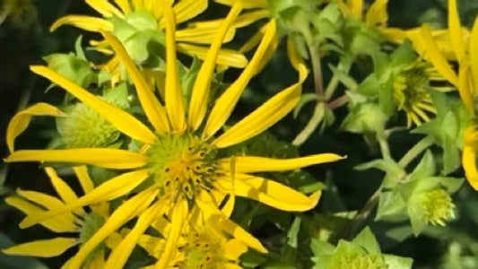 Rosinweed
