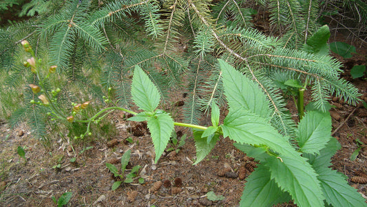 Lanceleaf Figwort