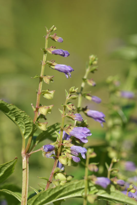 Mad Dog Skullcap