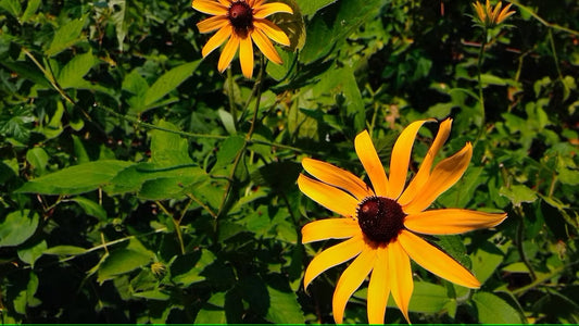 Showy Coneflower