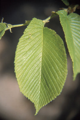 Slippery Elm