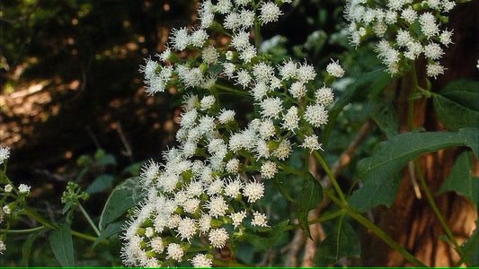 Snakeroot