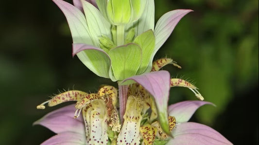 Spotted Bee Balm