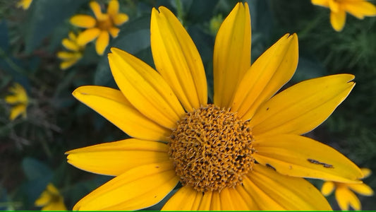 Sunflower, Early