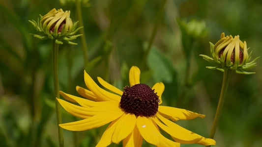 Sweet black-eyed susan