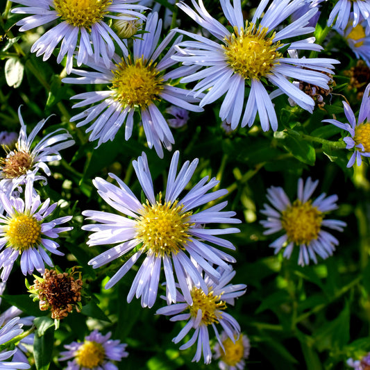 Aster, Shining