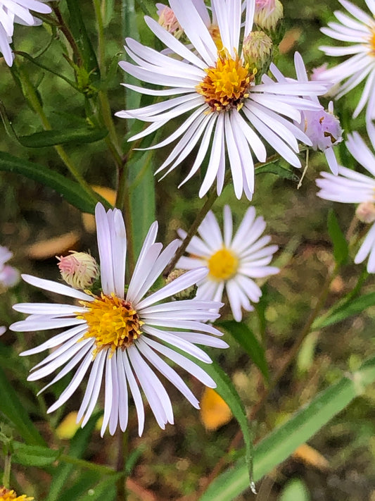 Aster, Panicled