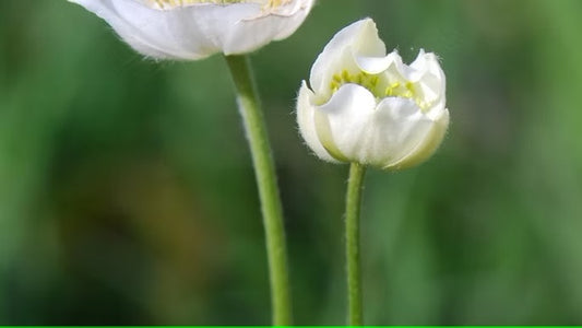 Thimbleweed