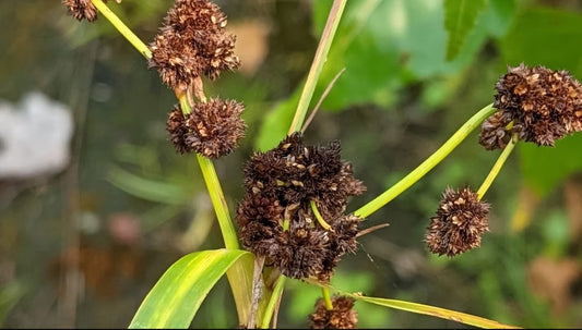 Mosquito Bulrush