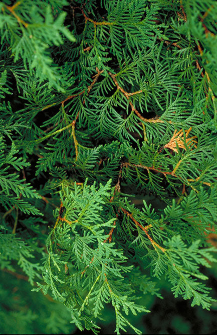 Northern White Cedar