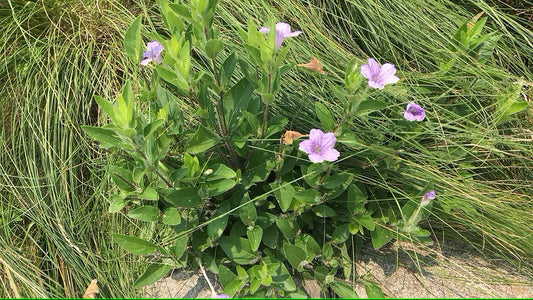 Wild Petunia