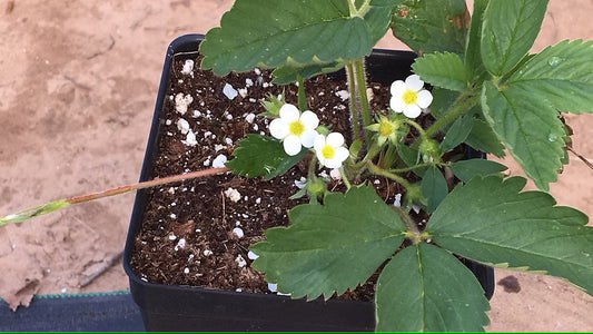 Wild Strawberry
