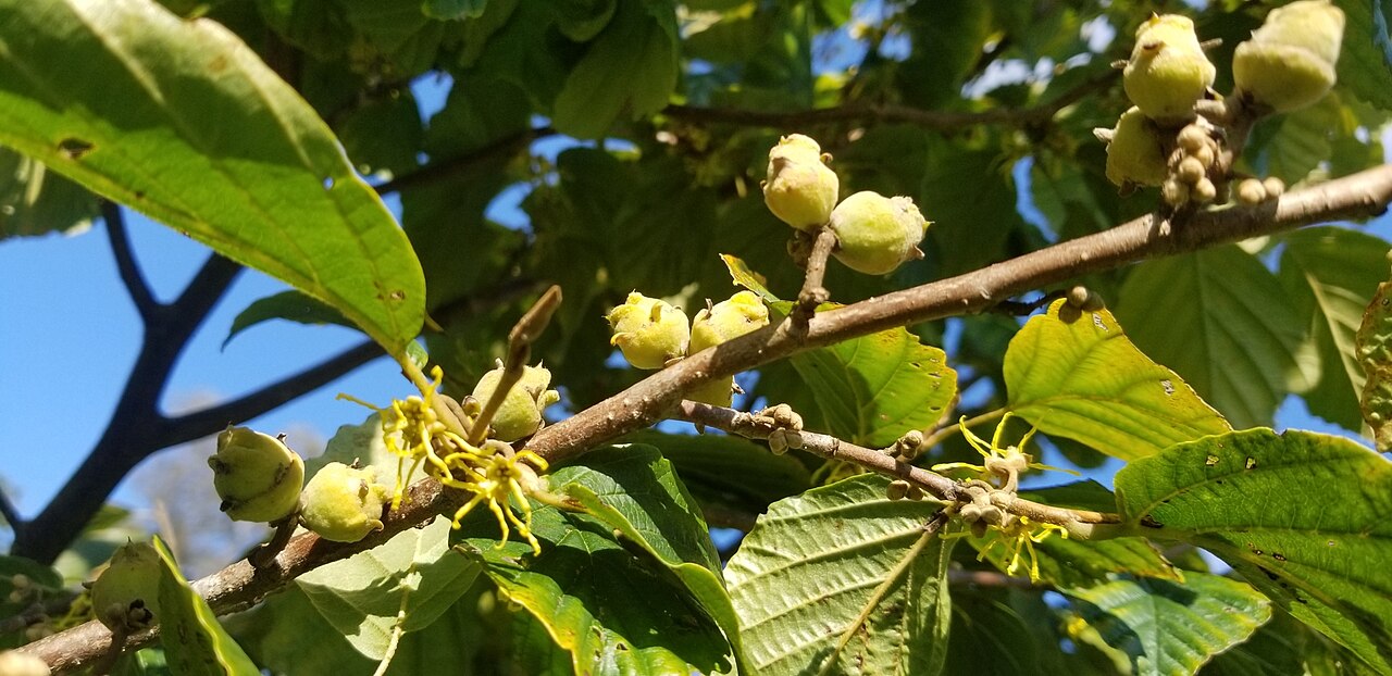 Common Witch Hazel